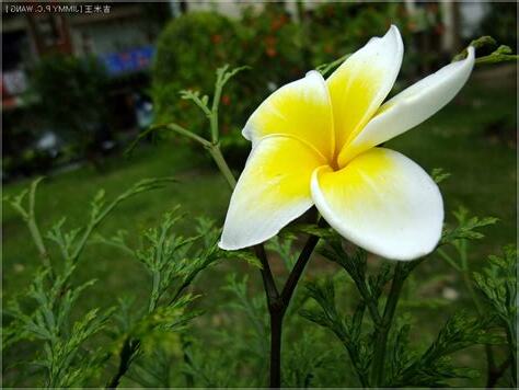 槴子花 花語